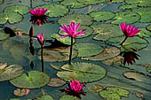 Thailand - Old Sukhothai - The Lotus is important in Buddhism. Symbol of the enlightenment because the lotus blossoms on dirty pool. It symbolises the passage from darkness to light, from ignorance to wisdom. 